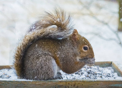 灰松鼠在雪地里从喂食器里吃种子图片