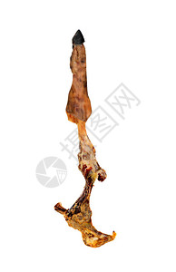 IberianHamLeg的骨骼图片