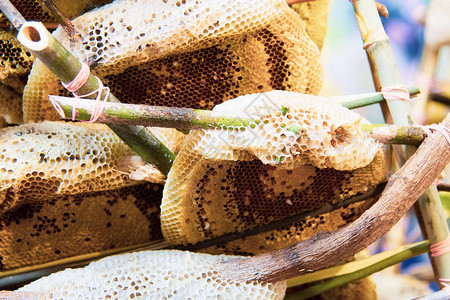 野生蜂窝和蜜蜂来自野生蜜图片