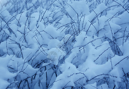 冬季公园有雪的树枝图片