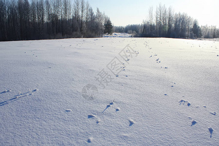 冬天风景雪田表面和阳图片