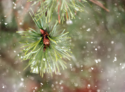 降雪背景下松树的绿枝图片
