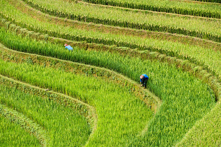 农民在越南MufangchaiYenbai等地的图片