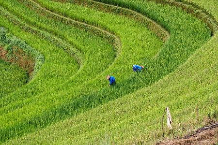 农民在越南MufangchaiYenbai等地的图片