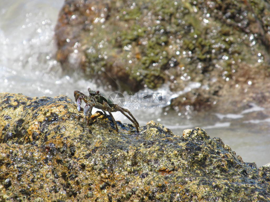 岩石中小片海水中的螃蟹岩浆碎石蟹图片
