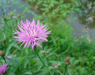 百合花西伯利亚的花瓣图片