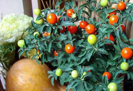 南瓜和西红柿的秋天组成图片