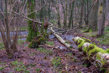 秋季或冬季拍摄的一片未受破坏的野生森林的彩色长曝光摄影图片