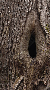 春天森林里一棵树上的空洞图片