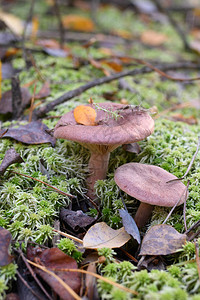野生蘑菇在其原生长环境中图片