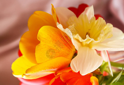 春月郁金香和自恋花朵的布束图片