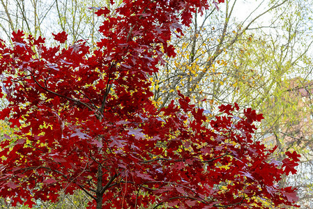 秋天的树木有红色和黄色的叶子图片