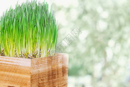 绿色燕麦芽木盒中以背景图片