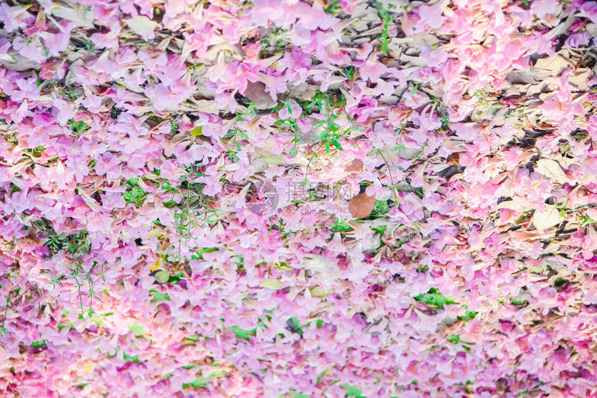 泰国的粉红花朵Chompoo图片