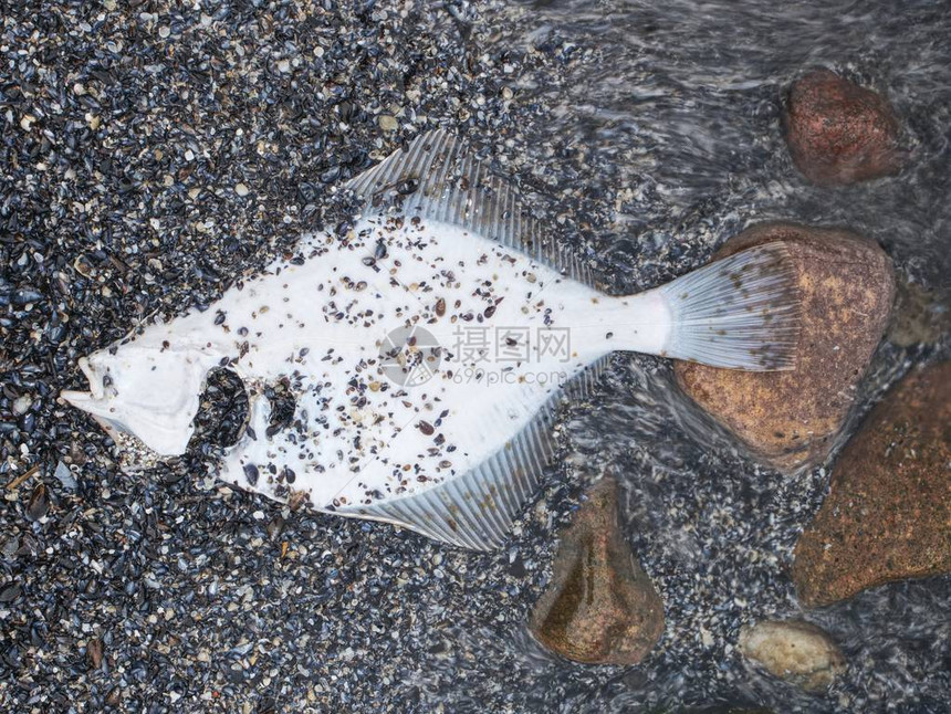 沙滩上的白死鱼在沙滩图片