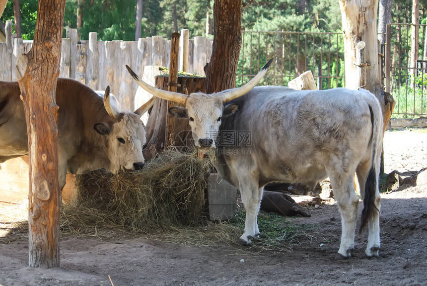 匈牙利草原牛在饲料中吃干草欧洲品种图片