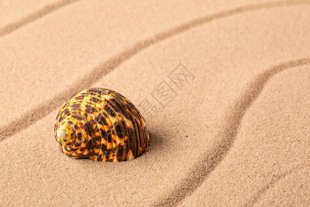 海滩沙上的贝壳软体动物图片