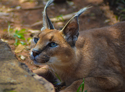 Caracal也称为非洲金猫图片