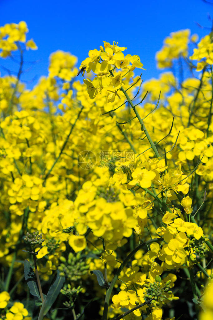 里沃克斯靠近黑麦河明亮的黄色甘蓝型油菜的领域十字花科通用名称图片