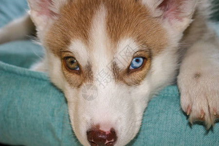 蓝眼睛的西伯利亚人HuskyPupppy头8周8的年老女头部中弹图片