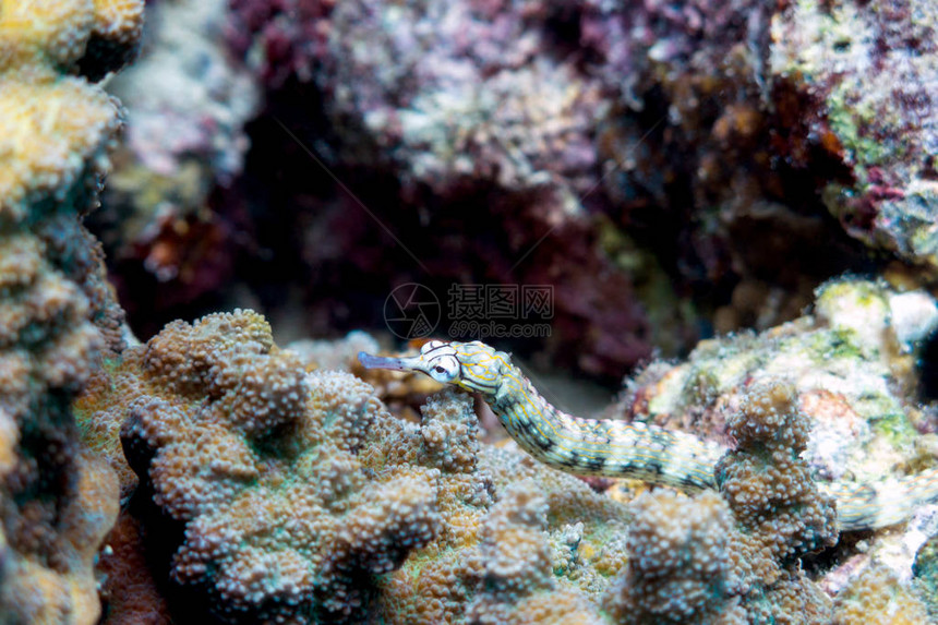 色彩多的珊瑚礁海底管道鱼菲律图片