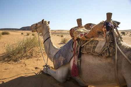 苏丹纳米比亚沙漠中的骆驼图片