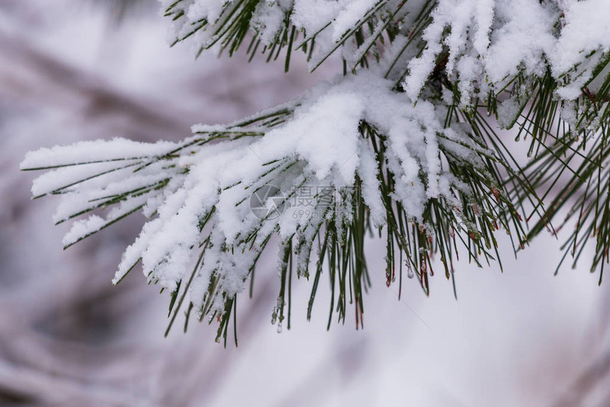 雪地里冻松的树枝雪下的树枝降雪下的雪杉树枝冬季细节图片
