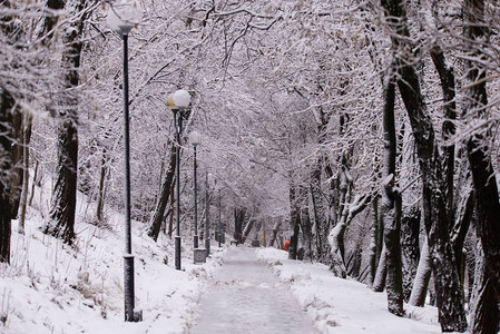 冬季风景美丽的冬季森林城市公园的极端降雪树枝和树图片