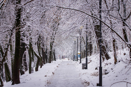 冬季风景美丽的冬季森林城市公园的极端降雪树枝和树图片