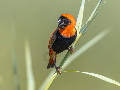 南非克鲁格公园的南部红主教Euplectesorix鸟儿栖息背景图片
