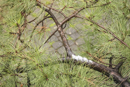 大自然中树枝上的松树和雪花图片