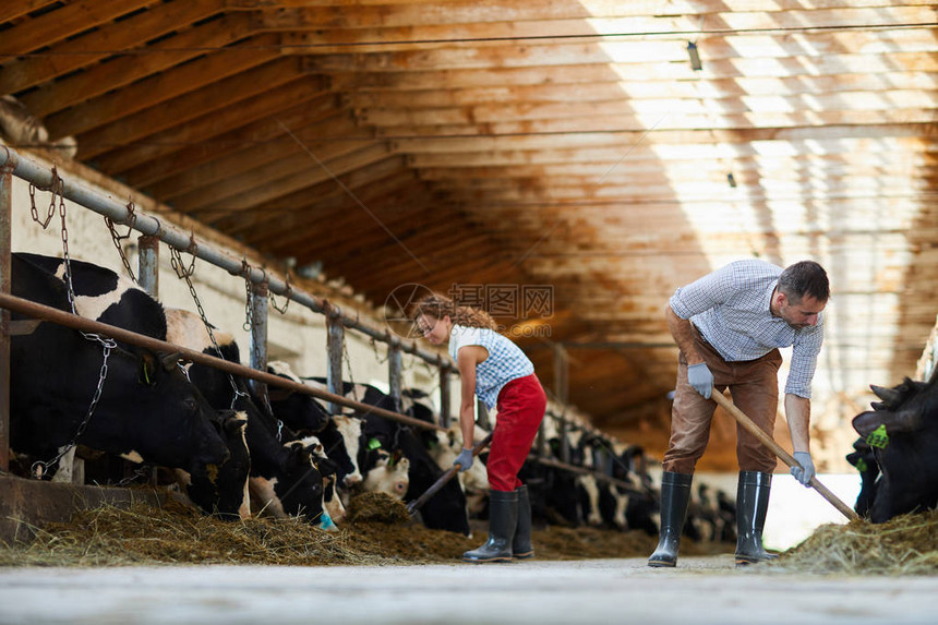 成年夫妇在牛棚清洁和喂养牛复制空间中共事图片