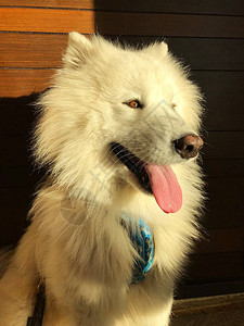 美丽的白狗Samoye图片