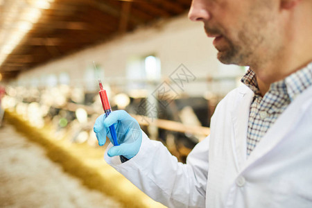 为病母牛注射针剂的年轻有手套的农夫或图片