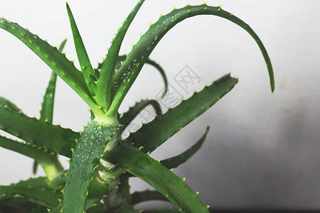 AloeVera植物草药叶子紧贴图片