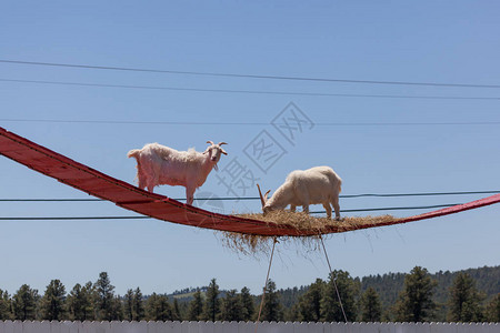 两只山羊高在红木吊板上吃干草享受阳图片