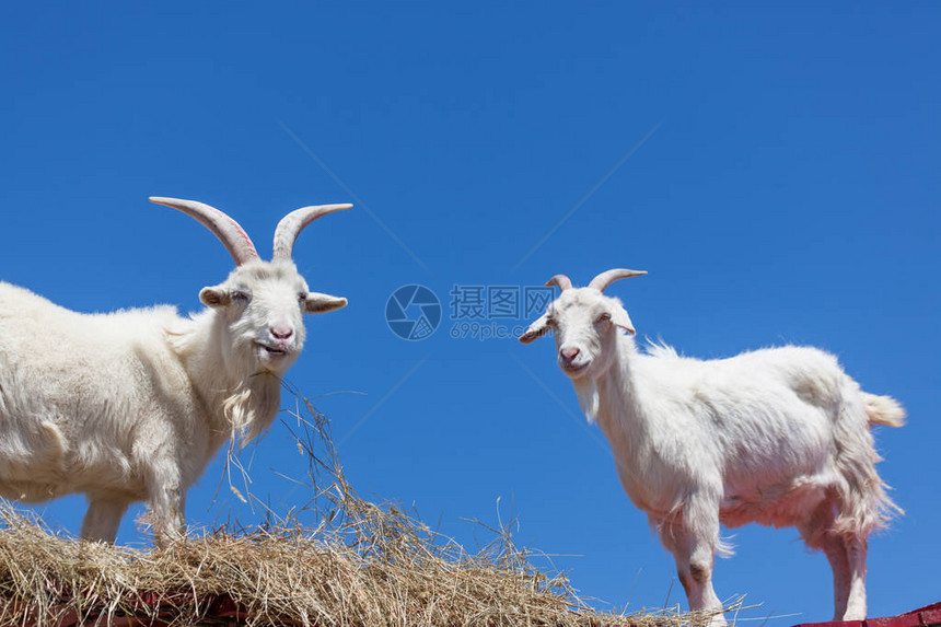 两只白山羊站在干草地上高处的步行道上有着清图片