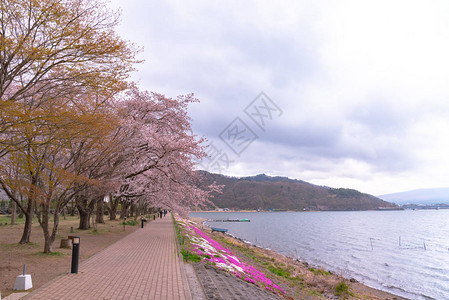 最樱桃花节三川口樱桃花节背景