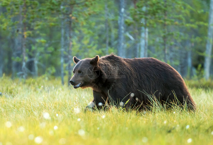 野棕熊Ursusa图片