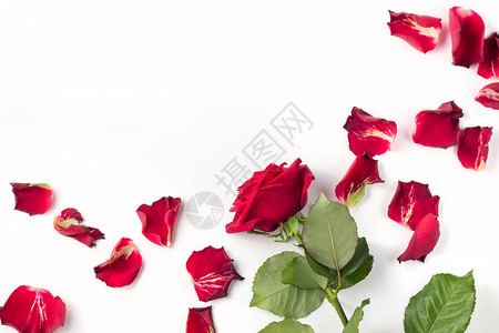 红玫瑰和玫瑰花瓣以复制空间图片