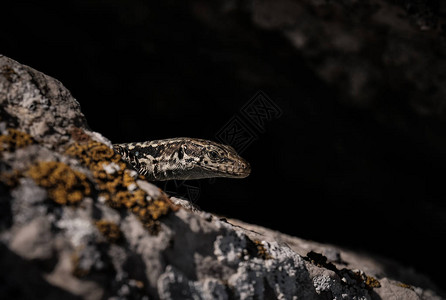 可爱的蜥蜴在岩石上晒太阳原始自然高清图片