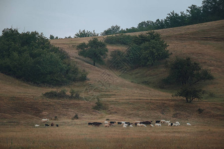 羊群在山麓吃绿草图片
