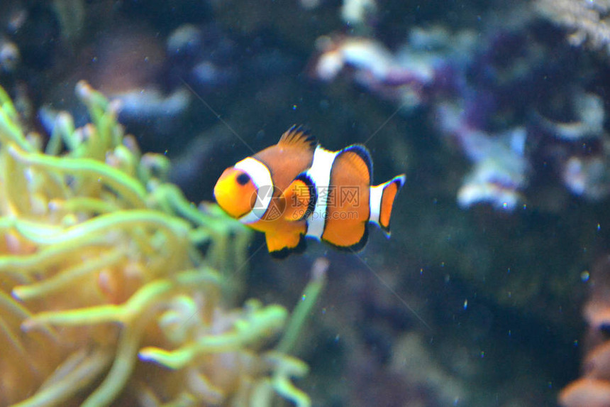 小丑鱼海葵鱼两栖橙色和图片