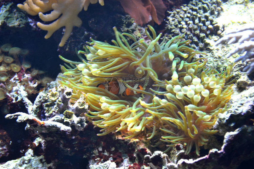 珊瑚礁小丑鱼水下图片