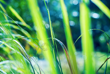 背景与露水在清晨落在绿草上夏日风景图片