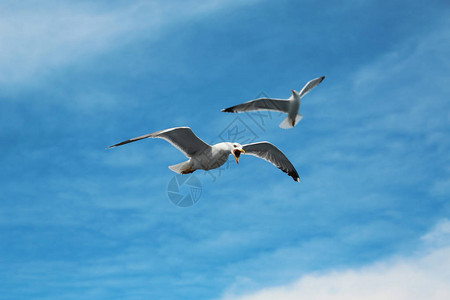 海鸥在空中飞翔高清图片