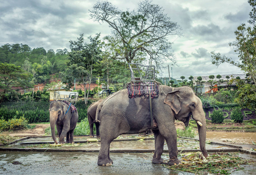 骑大象的游客大叻越南图片