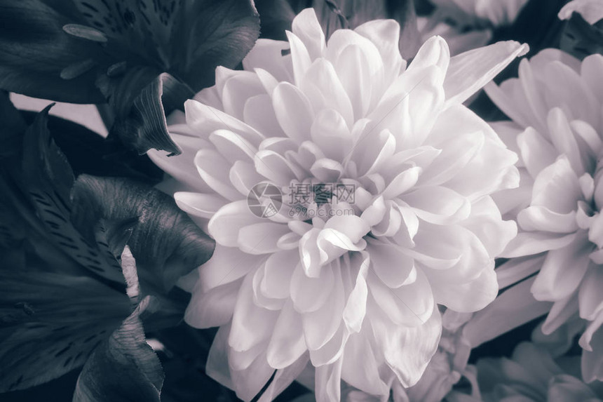 美丽的菊花在一束鲜花中呈现特写图片