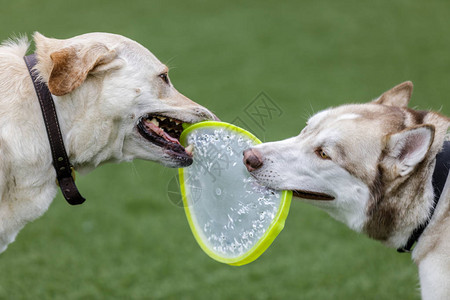 拉布多和西伯利亚Husky玩飞碟游戏在北加州的图片