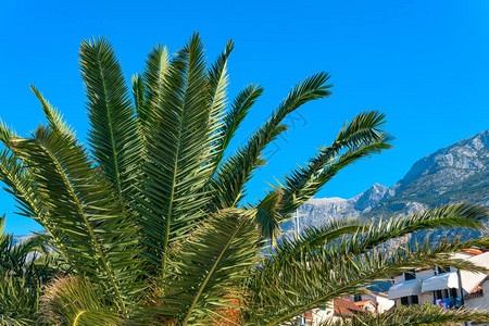 在克罗地亚中海沿岸美丽的棕榈树上一片图片
